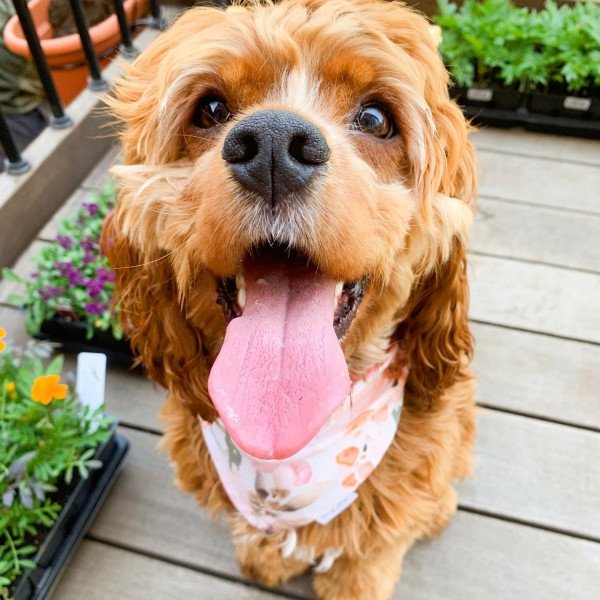 Cocker Spaniel (American)