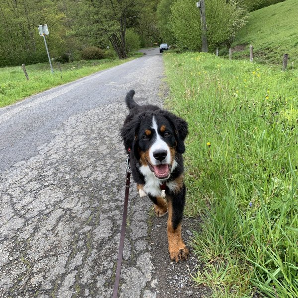 Bernese Mountain Dog