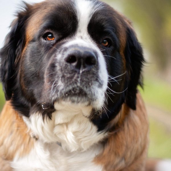 400 Saint Bernard dog name ideas