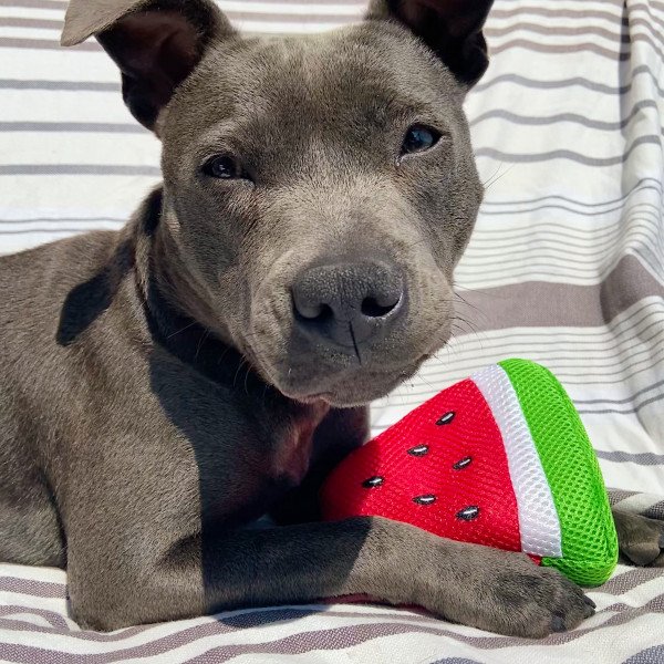 Staffordshire Bull Terrier