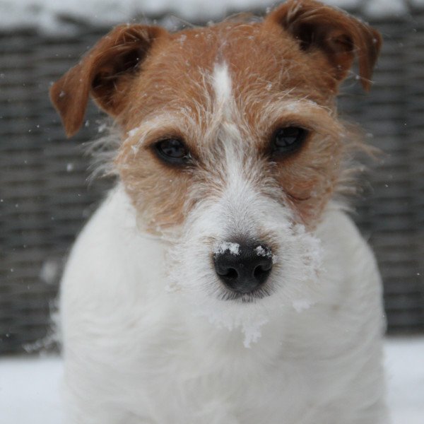 Jack russell terrier