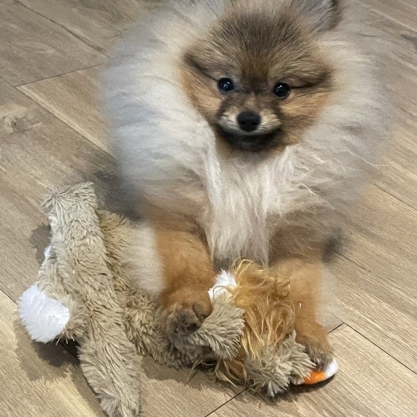 140+ Furry and Fabulous Pomeranian Names - My Dog's Name