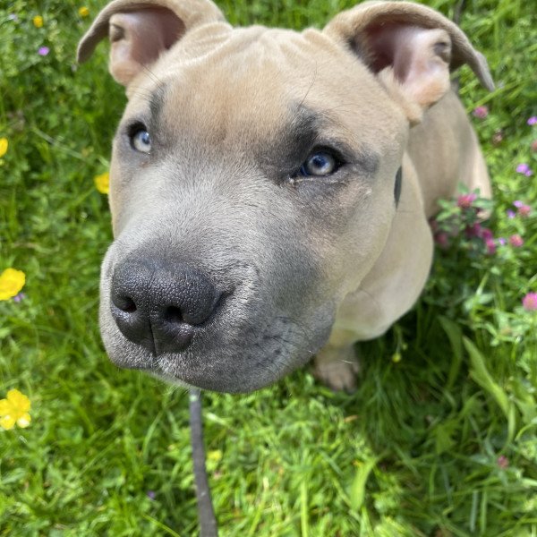 Best american best sale bully names