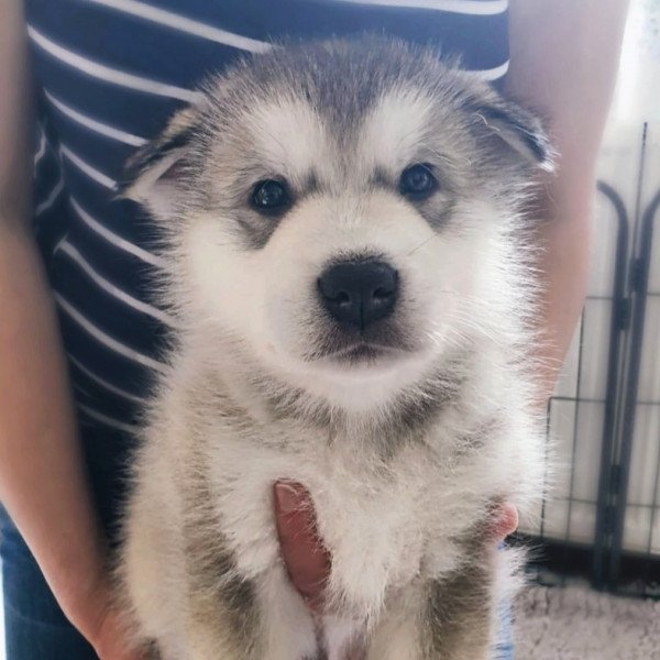 Alaskan Malamute