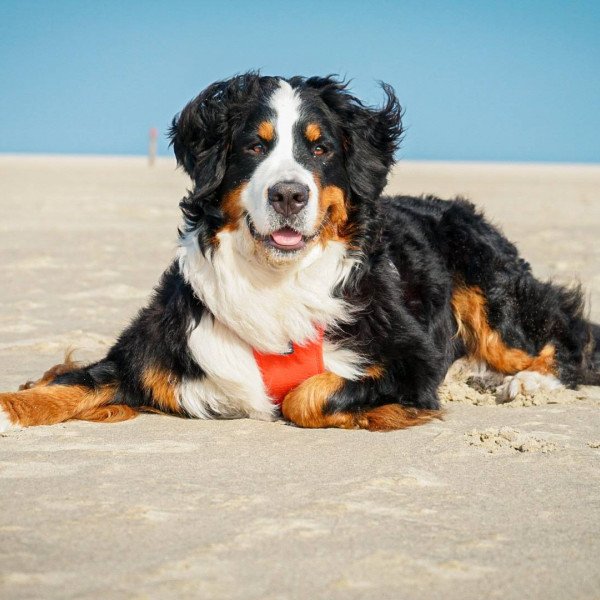 Bernese Mountain Dog