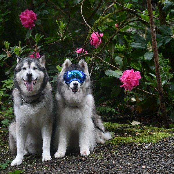 Alaskan Malamute