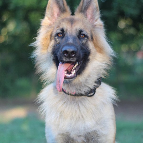 German Shepherd Dog