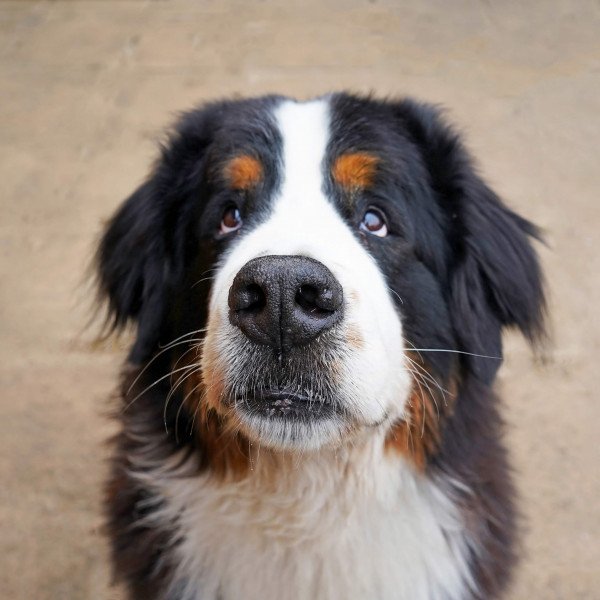 Bernese Mountain Dog