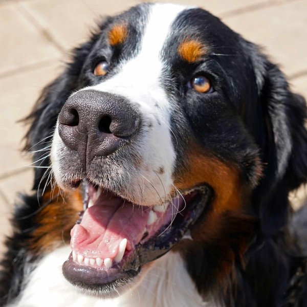 Bernese Mountain Dog