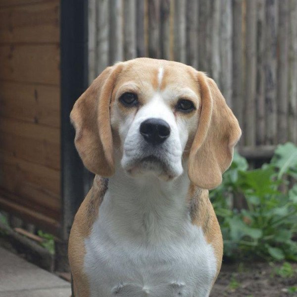 Beagle