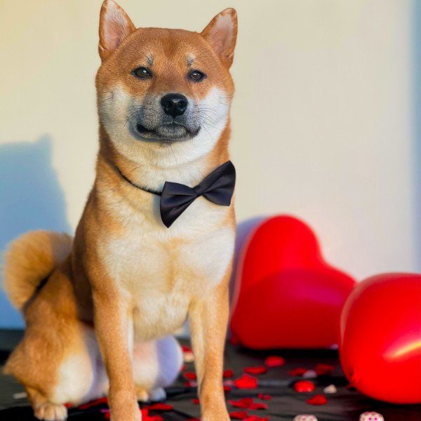 Shiba Inu