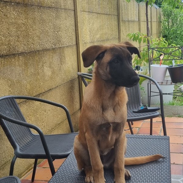 Belgian Malinois