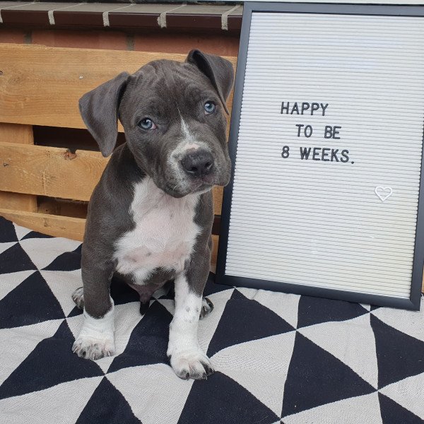 Staffordshire Bull Terrier