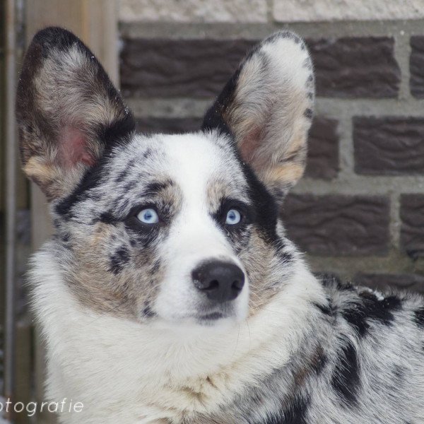 Cardigan Welsh Corgi