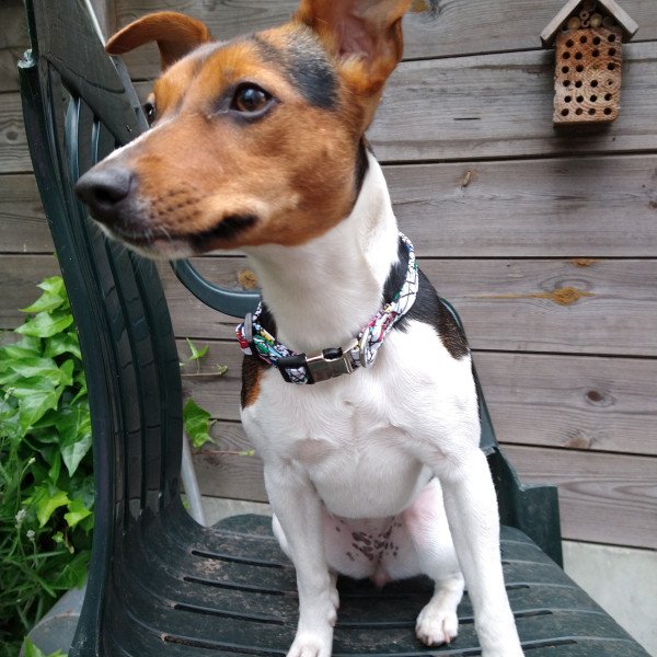 Jack russell terrier