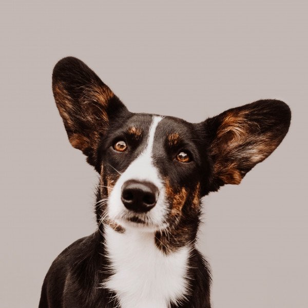 Cardigan Welsh Corgi