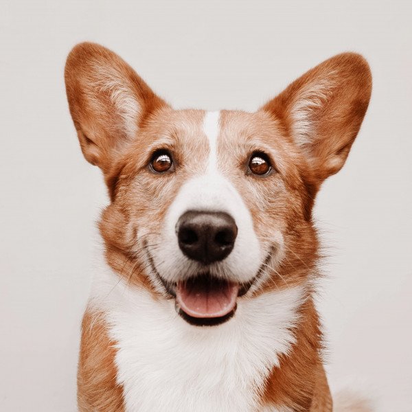 Cardigan Welsh Corgi