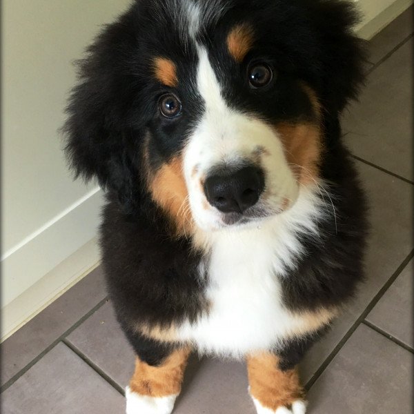 Bernese Mountain Dog