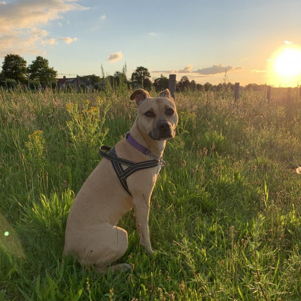 American Staffordshire Terrier