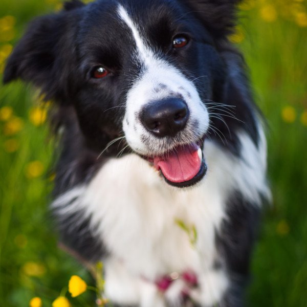 Border Collie