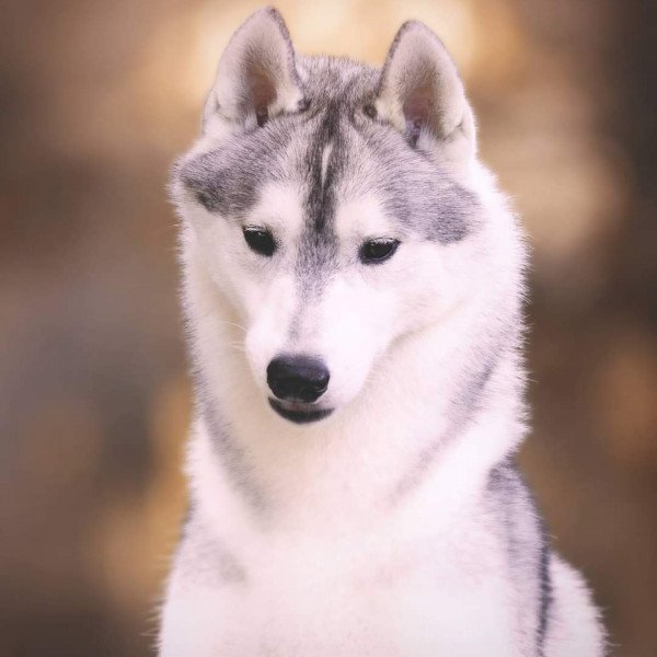 Siberian Husky