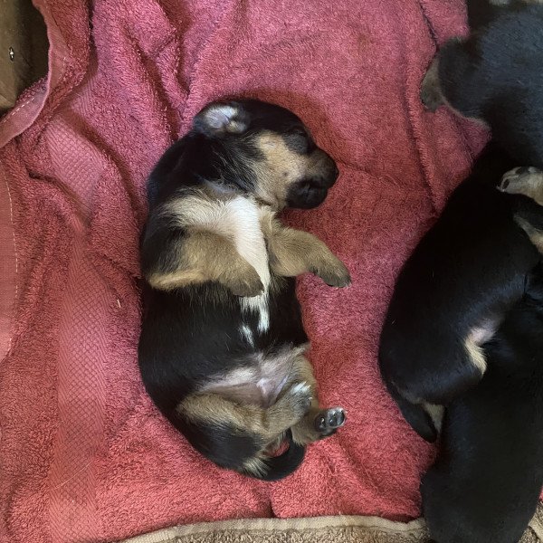 Jack russell terrier