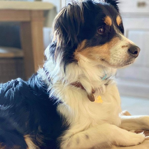 Australian Cattle Dog