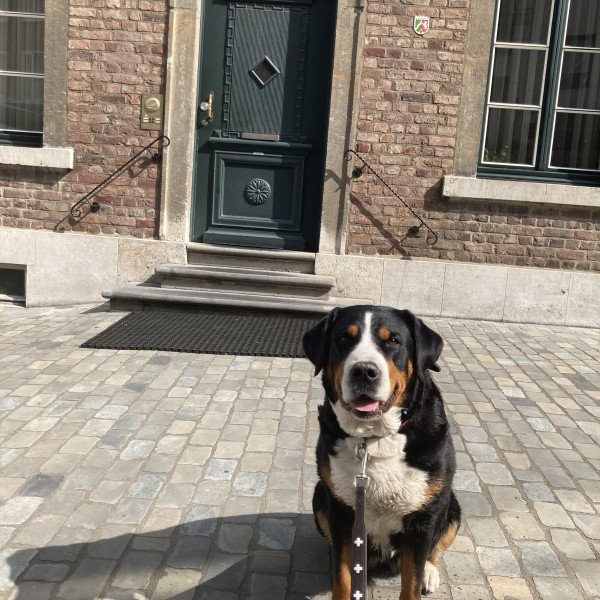 Large Swiss mountain dog