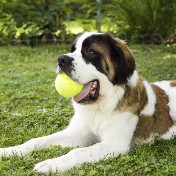 Saint Bernard