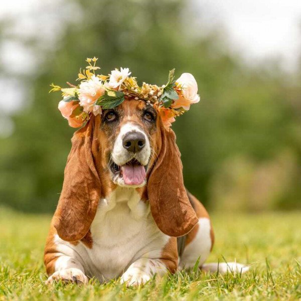 Basset Hound