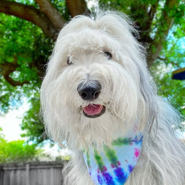 Old English Sheepdog em Foggy Key Lighting · Creative Fabrica