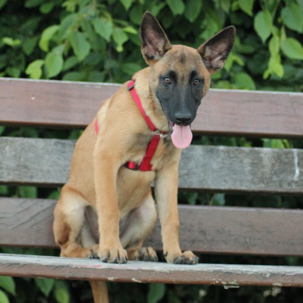 Belgian Malinois
