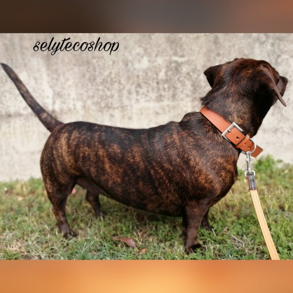 American Staffordshire Terrier